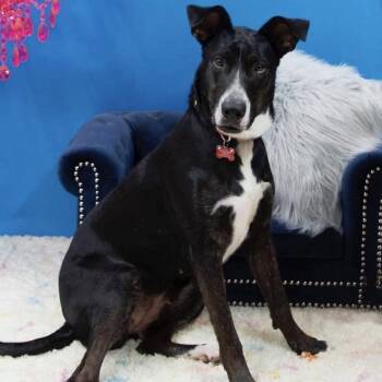 Great Dane and Mixed Breed Dogs Available for Adoption - Zilla | PetCurious