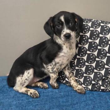 Mater -  Australian Cattle Dog Blue Heeler Dog for Adoption in Philadelphia, Pennsylvania - Mater | PetCurious