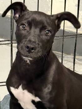 Rescue Pit Bull Terrier and Mixed Breed Dogs for Adoption in Los Angeles, California - Noah | PetCurious