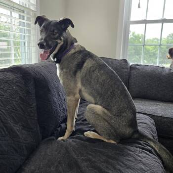 Dean Tollie - LOCAL DOG -  German Shepherd Dog and Labrador Retriever Dog for Adoption in Andover, Massachusetts - Dean Tollie - LOCAL DOG | PetCurious