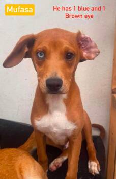 Mufasa -  Mixed Breed Dog for Adoption in Severance, Colorado - Mufasa | PetCurious