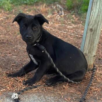 Mixed Breed Dogs Available for Adoption in Myrtle Beach, South Carolina - Kinsley | PetCurious