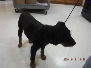 MAYBELL -  Patterdale Terrier Fell Terrier and Mixed Breed Dog for Adoption in Oroville, California - MAYBELL | PetCurious