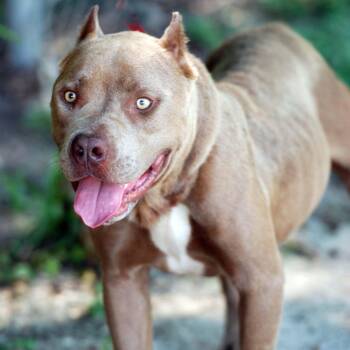Apollo -  American Bully and Pit Bull Terrier Dog for Adoption in Madisonville, Texas - Apollo | PetCurious