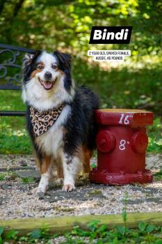 Bindi -  Australian Shepherd Dog for Adoption in Sevierville, Tennessee - Bindi | PetCurious