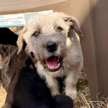 Willa -  Mixed Breed Dog for Adoption in Otisfield, Maine - Willa | PetCurious