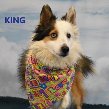 Shetland Sheepdog Sheltie Dogs Available for Adoption in Yuma, Arizona - Canelo | PetCurious