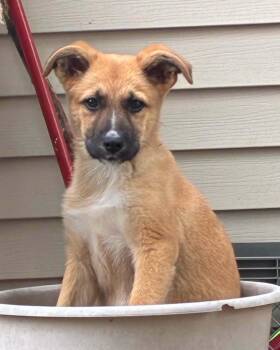 Collie and Shepherd Dogs Available for Adoption in Grand Rapids, Michigan - Kira | PetCurious