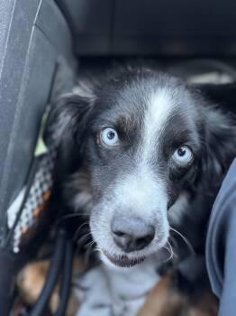 Rescue Australian Shepherd Dogs for Adoption in Coarsegold, California - Artie | PetCurious