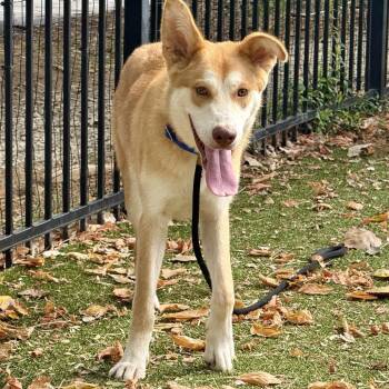 Dean -  Husky Dog for Adoption in Brentwood, Missouri - Dean | PetCurious