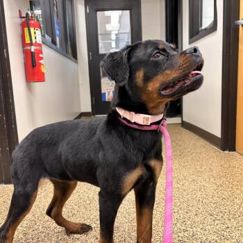 Rottweiler Dogs Available for Adoption in Saint Charles, Missouri - Pink | PetCurious