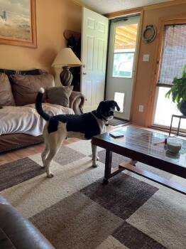 Rescue Pointer Dogs for Adoption in Rutherfordton, North Carolina - Groot (Courtesy Post) | PetCurious
