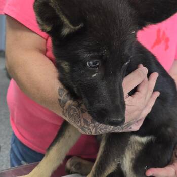 Platinum 26-0480 -  Shepherd Dog for Adoption in Yanceyville, North Carolina - Platinum 26-0480 | PetCurious