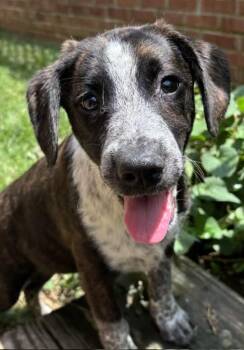 Australian Shepherd and Boxer Dogs Available for Adoption in Watertown, Connecticut - Mellow Yellow | PetCurious