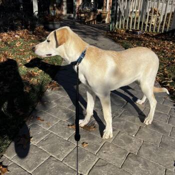 Willow happy Girl -  Yellow Labrador Retriever Dog for Adoption in Kokomo, Indiana - Willow Happy Girl | PetCurious
