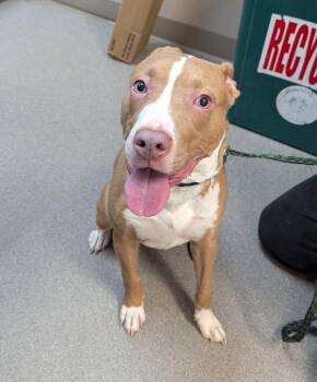 Staffordshire Bull Terrier Dogs Available for Adoption in La Porte, Indiana - Butters | PetCurious