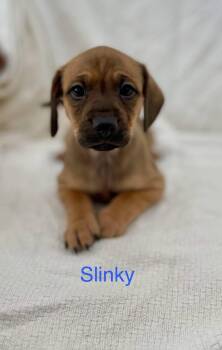 SLINKY -  Chiweenie and Terrier Dog for Adoption in Madisonville, Louisiana - SLINKY | PetCurious