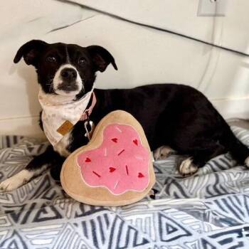 Chihuahua and Rat Terrier Dogs Available for Adoption in Friendswood, Texas - Little Luna Bean | PetCurious