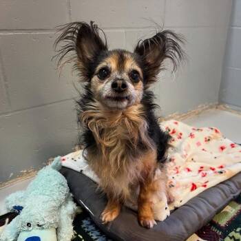 Quincy- Available Soon! -  Chihuahua Dog for Adoption in Conway, New Hampshire - Quincy- Available Soon! | PetCurious