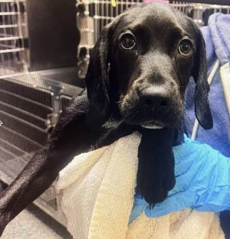 Black Labrador Retriever Dogs Available for Adoption in Conway, South Carolina - Cowboy (Perfect Pup Side-kick!) | PetCurious