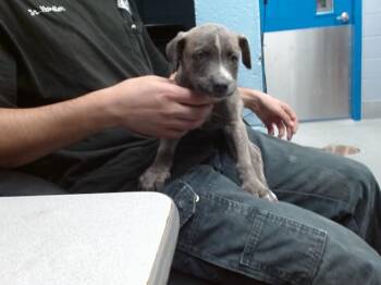 RIBBON -  Australian Cattle Dog Blue Heeler and Mixed Breed Dog for Adoption in Albuquerque, New Mexico - RIBBON | PetCurious