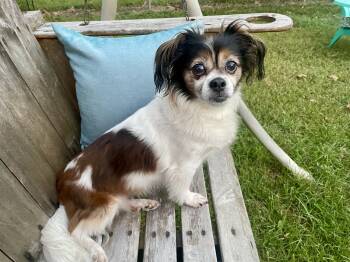 Lucy in Texarkana TX -  Chihuahua and Papillon Dog for Adoption in Texarkana, Texas - Lucy In Texarkana TX | PetCurious