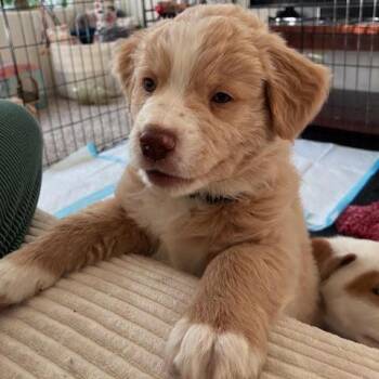Mixed Breed Dogs Available for Adoption - Ranch | PetCurious