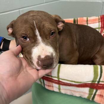Koosh -  Mixed Breed Dog for Adoption in State College, Pennsylvania - Koosh | PetCurious