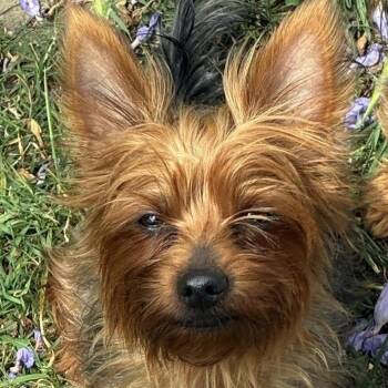 Yorkshire Terrier Dogs Available for Adoption in Temecula, California - Spice | PetCurious