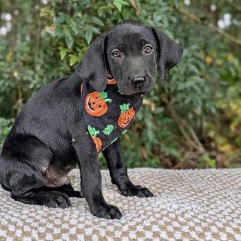 Cornelius 09-2426 -  Black Labrador Retriever and Hound Dog for Adoption in Tyrone, Georgia - Cornelius 09-2426 | PetCurious