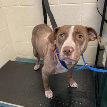 Mixed Breed Dogs Available for Adoption in Memphis, Tennessee - Jess | PetCurious