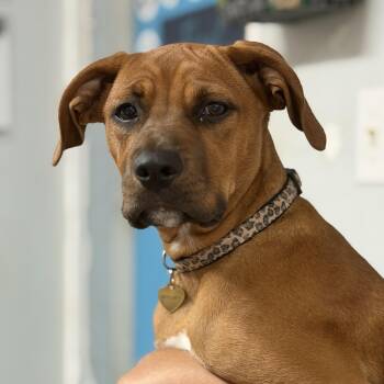 Leafy Seadragon -  Hound Dog for Adoption in Columbia, South Carolina - Leafy Seadragon | PetCurious