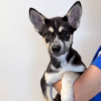 Onyx -  Mixed Breed Dog for Adoption in Medford, Oregon - Onyx | PetCurious