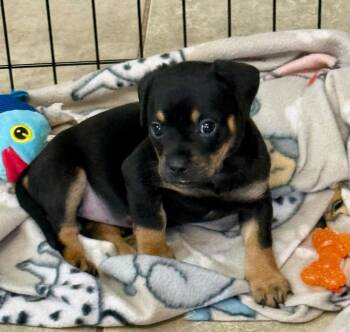 Jasmine -  Dachshund Dog for Adoption in Shawnee, Oklahoma - Jasmine | PetCurious