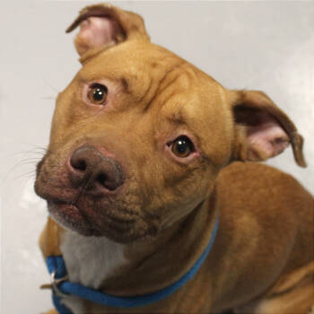 Rescue Mixed Breed Dogs for Adoption in Philadelphia, Pennsylvania - Whiskey | PetCurious