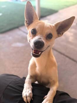 Rescue Chihuahua and Terrier Dogs for Adoption in Phoenix, Arizona - Mr. Pickles | PetCurious