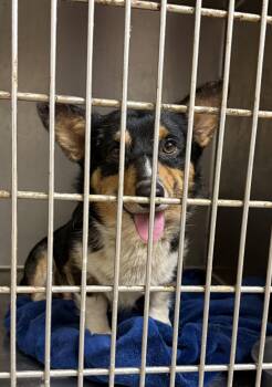 Captain -  Corgi Dog for Adoption in Blue Springs, Missouri - Captain | PetCurious