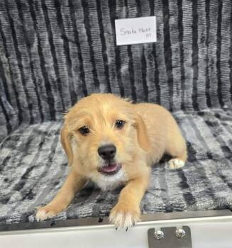 Terrier Dogs Available for Adoption in Othello, Washington - Snake Plant | PetCurious
