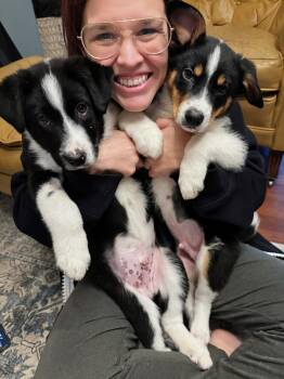 Collie and Australian Cattle Dog Blue Heeler Dogs Available for Adoption in Salt Lake City, Utah - PawPeye | PetCurious