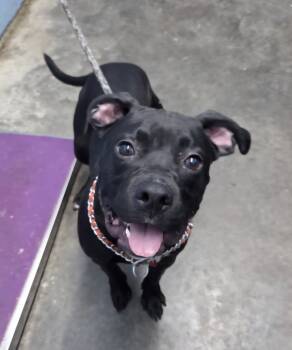 Rescue Boxer and Pit Bull Terrier Dogs for Adoption in Evansville, Indiana - Puffie | PetCurious