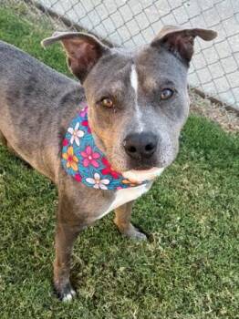 Rescue Pit Bull Terrier and Mixed Breed Dogs for Adoption in Tulsa, Oklahoma - JAMIE | PetCurious