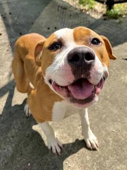 Lucas -  Pit Bull Terrier and Mixed Breed Dog for Adoption in New Orleans, Louisiana - Lucas | PetCurious