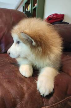 Maise -  Alaskan Malamute Dog for Sale in North Lewisburg, Ohio - Maise | PetCurious