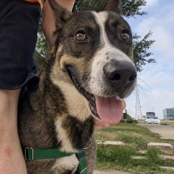 Ambrose -  German Shepherd Dog Dog for Adoption in Krum, Texas - Ambrose | PetCurious