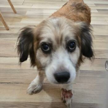 Rescue Cardigan Welsh Corgi and Mixed Breed Dogs for Adoption in New Orleans, Louisiana - Sweetie Boy | PetCurious