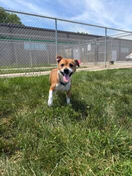 Grumpy - Fee Waived -  Jack Russell Terrier Dog for Adoption in Pierceton, Indiana - Grumpy - Fee Waived | PetCurious