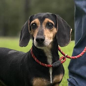 Beagle and Dachshund Dogs Available for Adoption in Locust Fork, Alabama - Homer  And Marge | PetCurious