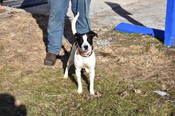 Mixed Breed Dogs Available for Adoption - Dahlia | PetCurious