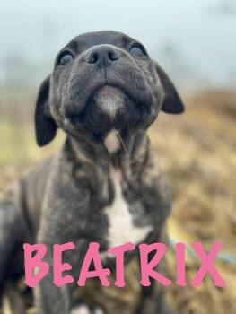 American Staffordshire Terrier and Mixed Breed Dogs Available for Adoption - Beatrix | PetCurious