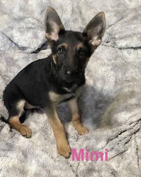 Mimi -  German Shepherd Dog Dog for Adoption in Topeka, Kansas - Mimi | PetCurious